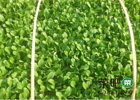 油菜施有机肥技术