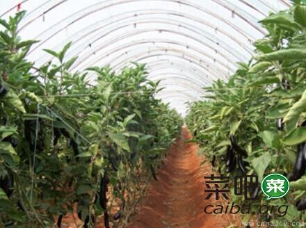 茄子如何施有机肥