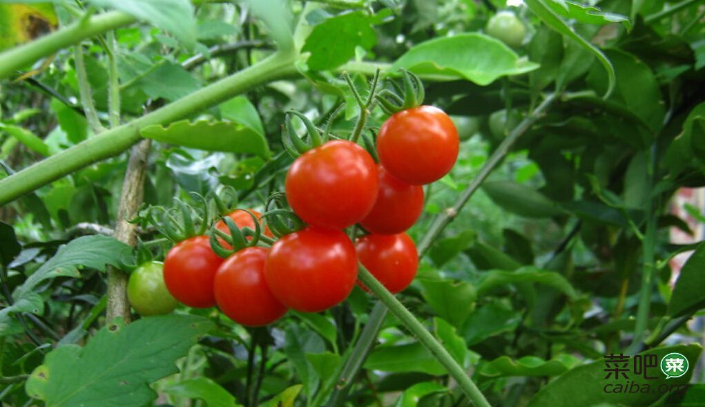 阳台种菜：盆栽袖珍<font color=red>番茄</font>种植技术