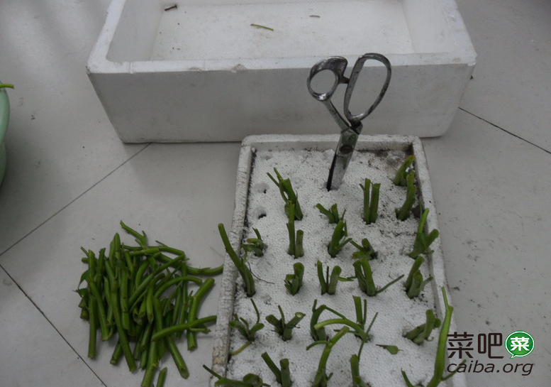 阳台种菜:空心菜水培技术 - 阳台种菜|阳台菜园|无土栽培|阳台种菜