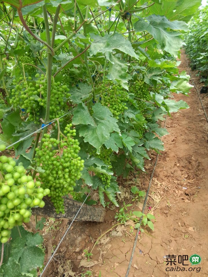 受雹灾害后有机葡萄的管理技术