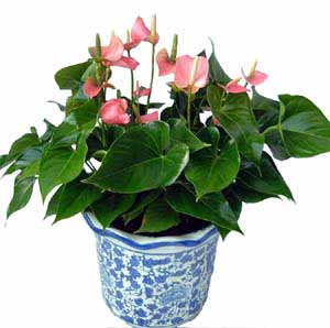 红掌盆花新品种介绍