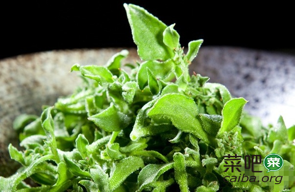 冰草种植技术