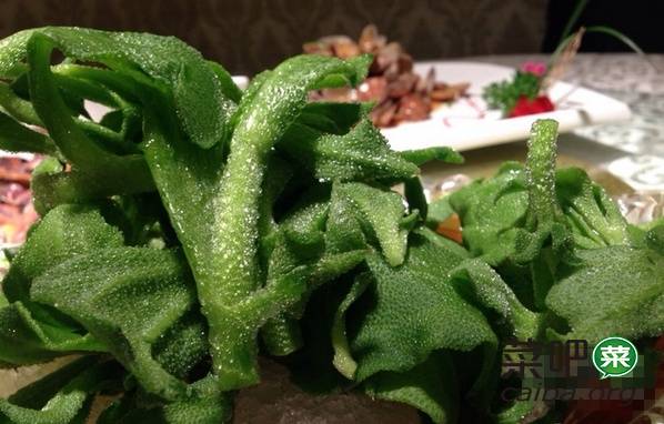 冰草种植技术