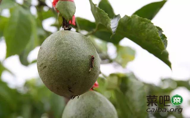 传统百香果种植基地除虫防病整改方案