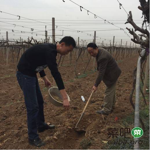 果树全年四次施肥法 