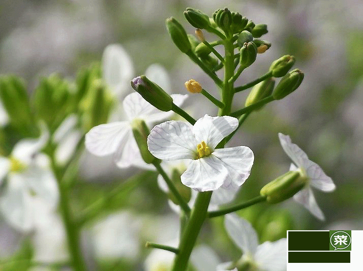 南瓜开黄花,生姜土豆开白花,这些蔬菜竟然还能开花?