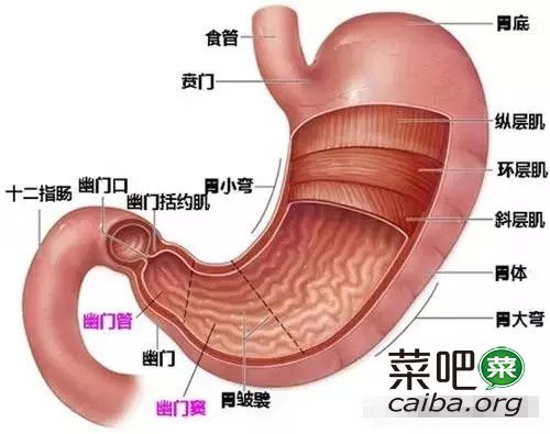 酵素与胃病